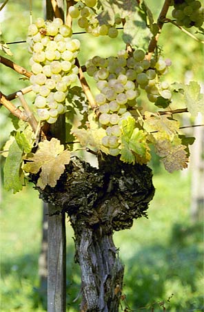la vigne