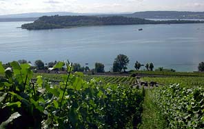 Reben am Bielersee